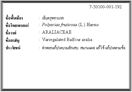 กล่องข้อความ: 7-50100-001-192 ชื่อพื้นเมือง : เล็บครุฑกระจก ชื่อวิทยาศาสตร์ : Polyscias fruticosa (L.) Harms ชื่อวงศ์ : ARALIACEAE ชื่อสามัญ : Variegalated Balfour aralia ประโยชน์ : ตำพอกแก้ปวดบวมอักเสบ สมานแผล แก้ไข้ แก้ปวดตามข้อ